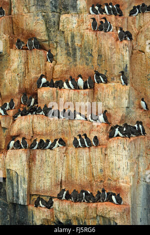 Bruennich's guillemot (Uria lomvia), colonie de guillemots du Bruennich, Norvège, Svalbard, Alkefjellet Banque D'Images