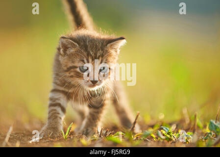 Chat domestique, le chat domestique (Felis silvestris catus), f. cinq semaines chaton marcher dans un pré, Allemagne Banque D'Images