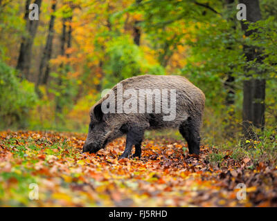 Le sanglier, le porc, le sanglier (Sus scrofa), wild semez en forêt d'automne, l'Allemagne, Bade-Wurtemberg Banque D'Images