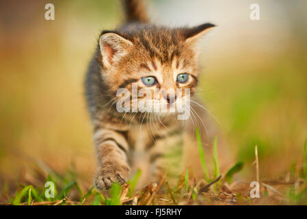 Chat domestique, le chat domestique (Felis silvestris catus), f. cinq semaines chaton marcher dans un pré, Allemagne Banque D'Images