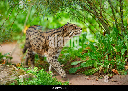 Pêche à la cat, Yu mao (Prionailurus viverrinus, Felis viverrinus), dans l'enceinte extérieure Banque D'Images