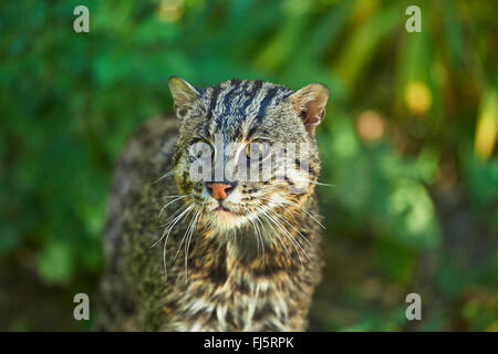 Pêche à la cat, Yu mao (Prionailurus viverrinus, Felis viverrinus), portrait Banque D'Images