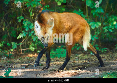 Le loup à crinière (Chrysocyon brachyurus), de patte sur le terrain Banque D'Images