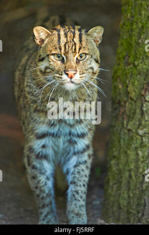 Pêche à la cat, Yu mao (Prionailurus viverrinus, Felis viverrinus), portrait Banque D'Images