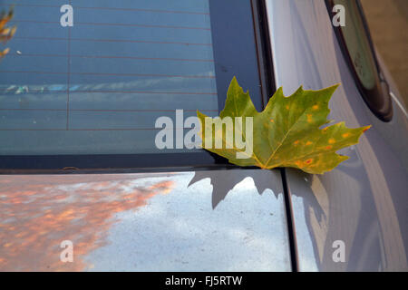 Avion européen, à feuilles d'érable, avion avion à destination de Londres, Londres planetree (Platanus hispanica, Platanus x hybrida, platanus hybrida, Platanus acerifolia), feuille d'avion sur une voiture, Allemagne Banque D'Images