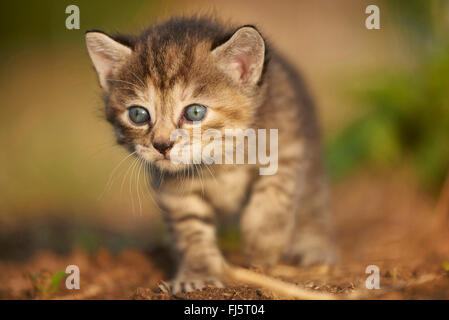 Chat domestique, le chat domestique (Felis silvestris catus), f. cinq semaines chaton marcher dans un pré, Allemagne Banque D'Images