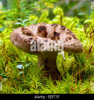 Sarcodon imbricatus écailleuse (dent), organe de fructification de moss, Italie, Dolomites Tyrol du Sud, Banque D'Images