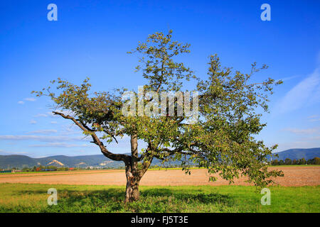 Cherry Tree, le cerisier (Prunus avium), arbre de la cerise dans l'automne, l'Allemagne, Bade-Wurtemberg Banque D'Images