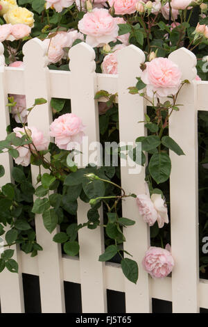 Rosa rose ' Gentle Hermione ' roses anglaises grandissant et fleurissant à travers une clôture de jardin de piquets blancs en été - bordure de rose en été de fleurs - Royaume-Uni Banque D'Images