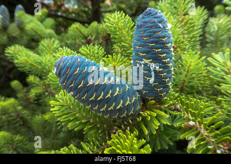 Sapin de Corée (Abies koreana), de la direction générale avec les cônes, Deutenhausen Banque D'Images
