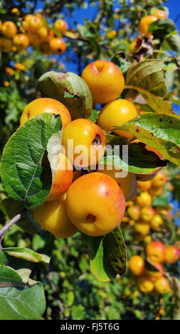 Toringo Crab-Apple, Toringo pommier (Malus x zumi 'Golden hornet', Malus x zumi Golden Hornet), de la direction générale avec des fruits, le cultivar Golden Hornet Banque D'Images