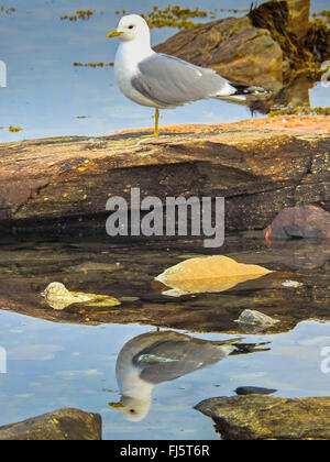 Mew Gull (Larus canus), debout sur une jambe sur une pierre, à l'image dans l'eau, de la Norvège, Troms Banque D'Images