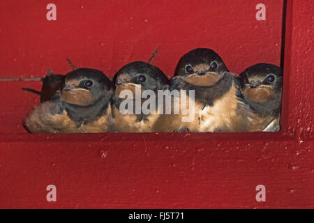 L'hirondelle rustique (Hirundo rustica), quatre jeunes hirondelles assis côte à côte et d'attente pour l'alimentation, de l'ALLEMAGNE, Basse-Saxe Banque D'Images