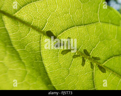 Et les pucerons (Aphidoidea greenflies etc.), les pucerons sur une feuille, Allemagne Banque D'Images