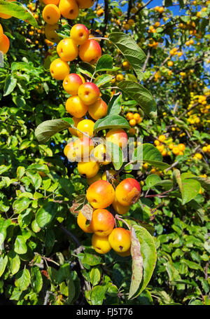 Toringo Crab-Apple, Toringo pommier (Malus x zumi 'Golden hornet', Malus x zumi Golden Hornet), de la direction générale avec des fruits, le cultivar Golden Hornet Banque D'Images