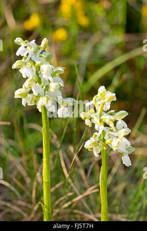 Green-winged orchid, Vert veiné de orchid (Orchis morio, Anacamptis morio), à fleurs blanches, Allemagne Banque D'Images