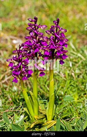 Green-winged orchid, Vert veiné de orchid (Orchis morio, Anacamptis morio), dans un pré en fleurs, Allemagne Banque D'Images