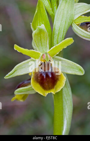 Petit ophrys araignée (Ophrys araneola), seule fleur Banque D'Images