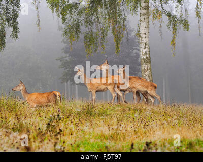 Red Deer (Cervus elaphus), groupe de Hinds dans Morning Mist à l'automne, l'Allemagne, la Saxe Banque D'Images