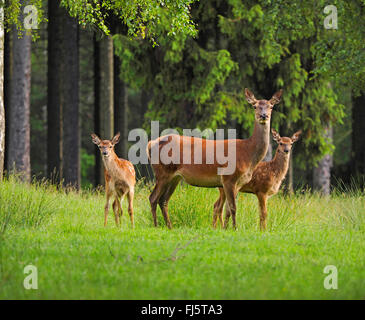 Red Deer (Cervus elaphus), Hind les faons, Allemagne, Saxe Banque D'Images