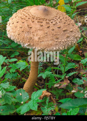 Parasol (Macrolepiota procera, Lepiotia procera), Allemagne, Bavière, Oberbayern, Haute-Bavière Banque D'Images