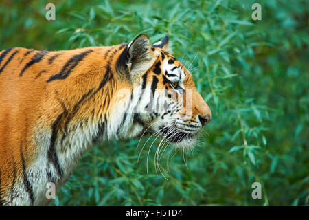 Tigre de Sibérie, Amurian tigre (Panthera tigris altaica), portrait Banque D'Images