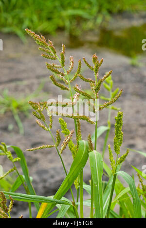 Cockspur-coq, (Echinochloa crus-galli, Echinochloa crusgalli), blooming, Allemagne Banque D'Images