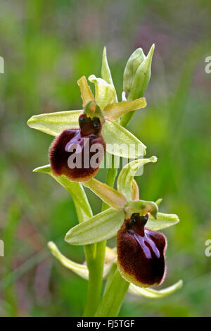 Petit ophrys araignée (Ophrys araneola), fleurs Banque D'Images