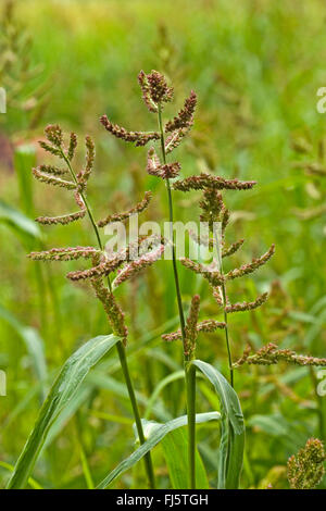 Cockspur-coq, (Echinochloa crus-galli, Echinochloa crusgalli), blooming, Allemagne Banque D'Images