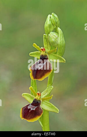 Petit ophrys araignée (Ophrys araneola), fleurs Banque D'Images