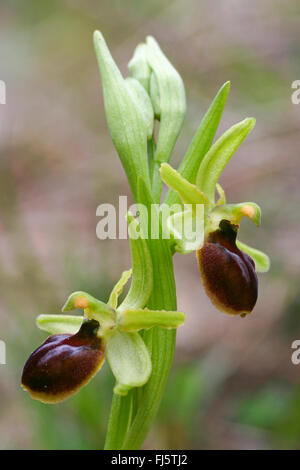 Petit ophrys araignée (Ophrys araneola), fleurs Banque D'Images