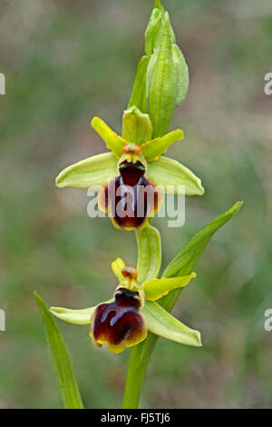 Petit ophrys araignée (Ophrys araneola), fleurs Banque D'Images