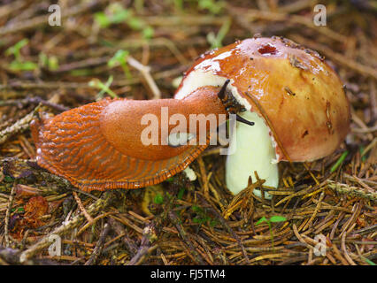 Grande Limace rouge, une plus grande limace rouge, Chocolat (Arion Arion rufus, Arion ater, Arion ater ssp. rufus), se nourrissant d'un champignon, Allemagne, Bavière, Oberbayern, Haute-Bavière Banque D'Images