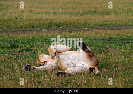 Lion (Panthera leo), lys en position couchée dormir, Kenya, Masai Mara National Park Banque D'Images