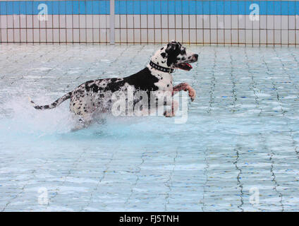 Grand Danois (Canis lupus f. familiaris), Arlequin Grand Danois qui traverse l'eau dans la baignoire, Allemagne Banque D'Images