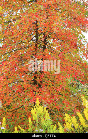 Gomme noir, Black tupelo, Sour gum (Nyssa sylvatica), en automne avec parterre, Allemagne Banque D'Images