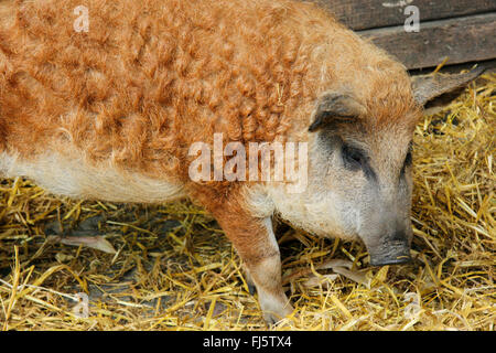 Mangalitsa, Mangalica, Mangalitza, cochon laineux (Sus scrofa domestica), f. de porc laineux dans une étable, Allemagne Banque D'Images