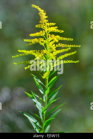 Early golden-rod goldenrod, fin, lisse, douce verge d'trois nervures Houghton (Solidago gigantea), inflorescence, Allemagne, Bavière, Oberbayern, Haute-Bavière Banque D'Images