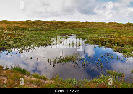 Étang dans un paysage de dunes de gras, le Danemark, l'Juetland, ton National Park Banque D'Images