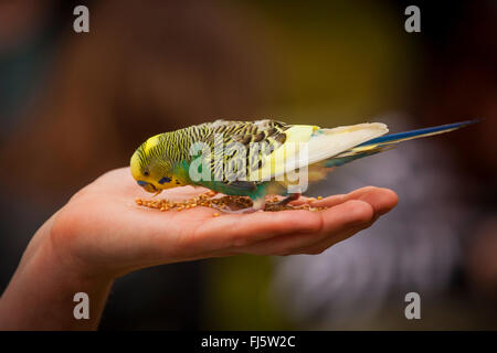 Perruche ondulée, perruche, perruche (Melopsittacus undulatus), doux budgie assis sur un côté et de l'alimentation, side view Banque D'Images