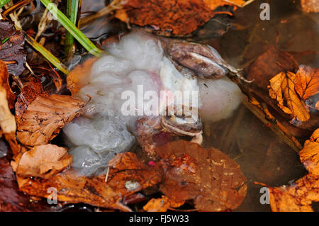 Grenouille rousse, grenouille herbe (Rana temporaria), herbe gelée grenouille dans un étang, spawn est un gonflement de son corps, l'Allemagne, l'Oberschwaben Banque D'Images