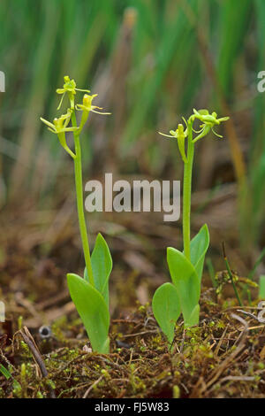 Orchidée Liparis loeselii (fen), blooming, Allemagne Banque D'Images