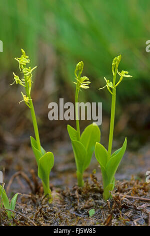 Orchidée Liparis loeselii (fen), blooming, Allemagne Banque D'Images