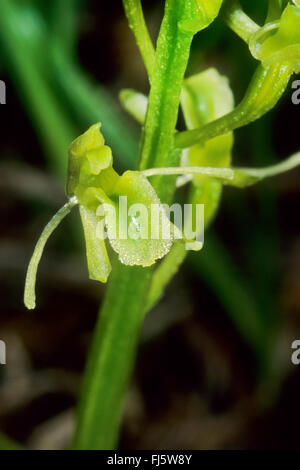 Orchidée Liparis loeselii (fen), fleur, Allemagne Banque D'Images