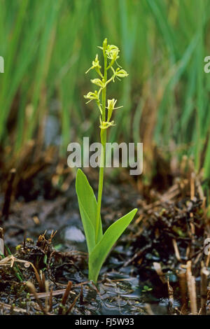 Orchidée Liparis loeselii (fen), blooming, Allemagne Banque D'Images