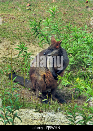 Bicolores, wallaby à queue noire (Wallabia bicolor), vue latérale Banque D'Images