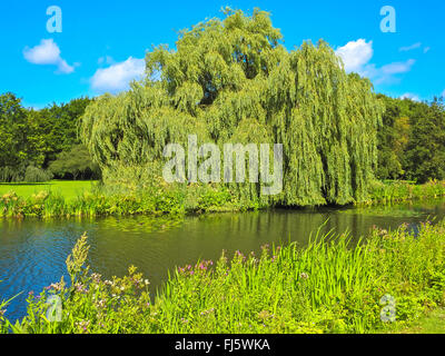 Golden saule pleureur (Salix x spulcralis, Salix x chrysocoma, Salix chrysocoma), saule pleureur doré à l'Alster, Hamburg, Allemagne Banque D'Images