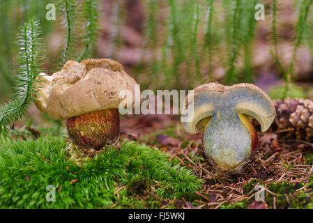 Hêtre amer Bolet (Boletus calopus, Boletus pachypus), complète et de moitié la fructification, Bavaria, Oberbayern, Upper Bavaria, Alpenvorland Banque D'Images