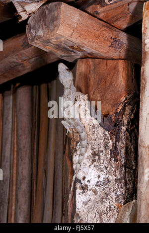 Maison de l'Afrique (gecko Hemidactylus mercatorius sittins), à une cabane en bois, Madagascar, Nosy Faly Banque D'Images