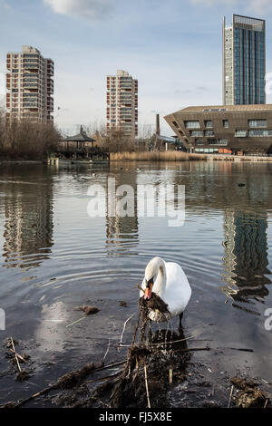 Londres, Royaume-Uni. 29 Février, 2016. Swan la construction du nid commence sur l'étang de l'Eau Canada Crédit : Guy Josse/Alamy Live News Banque D'Images